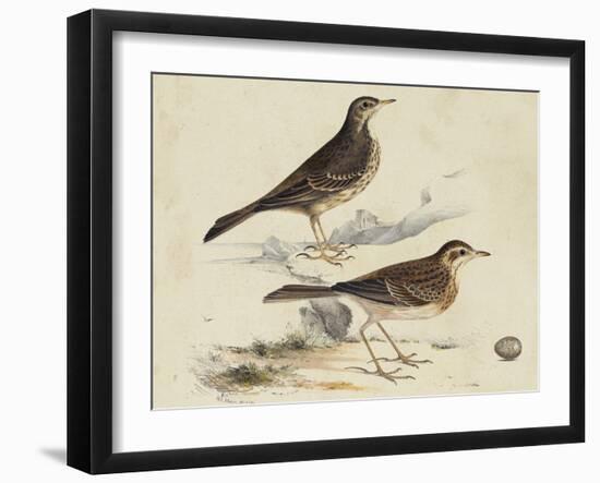 Meyer Shorebirds VI-H. l. Meyer-Framed Art Print