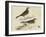 Meyer Shorebirds VI-H. l. Meyer-Framed Art Print