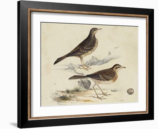 Meyer Shorebirds VI-H. l. Meyer-Framed Art Print