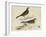 Meyer Shorebirds VI-H. l. Meyer-Framed Art Print