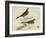 Meyer Shorebirds VI-H. l. Meyer-Framed Art Print