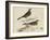 Meyer Shorebirds VI-H. l. Meyer-Framed Art Print