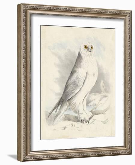 Meyer Snowy Owl-H. l. Meyer-Framed Art Print