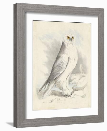 Meyer Snowy Owl-H. l. Meyer-Framed Art Print