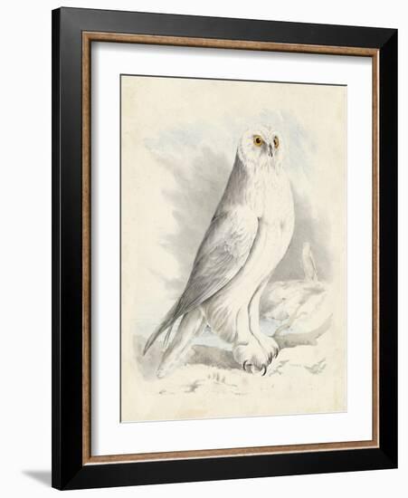 Meyer Snowy Owl-H. l. Meyer-Framed Art Print