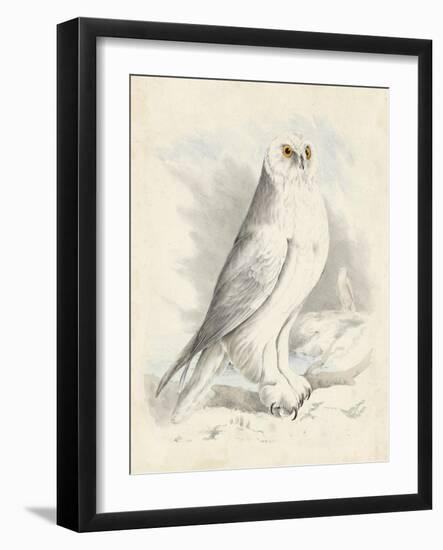 Meyer Snowy Owl-H. l. Meyer-Framed Art Print