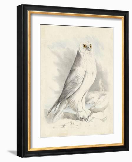 Meyer Snowy Owl-H. l. Meyer-Framed Art Print