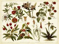 Tropical Botany Chart II-Meyers-Mounted Art Print