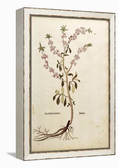 Mezereon - Daphne Mezereum (Daphnoides)By Leonhart Fuchs from De Historia Stirpium Commentarii Insi-null-Framed Premier Image Canvas