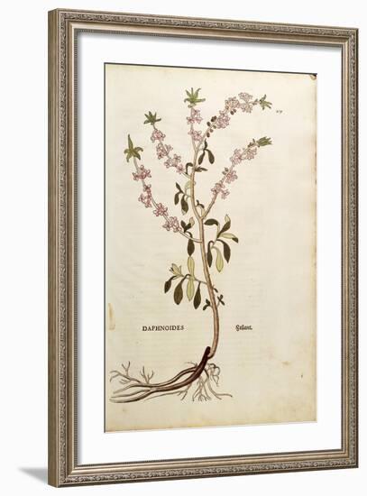 Mezereon - Daphne Mezereum (Daphnoides)By Leonhart Fuchs from De Historia Stirpium Commentarii Insi-null-Framed Giclee Print