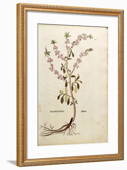 Mezereon - Daphne Mezereum (Daphnoides)By Leonhart Fuchs from De Historia Stirpium Commentarii Insi-null-Framed Giclee Print