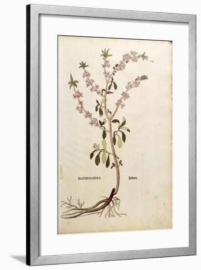 Mezereon - Daphne Mezereum (Daphnoides)By Leonhart Fuchs from De Historia Stirpium Commentarii Insi-null-Framed Giclee Print