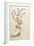 Mezereon - Daphne Mezereum (Daphnoides)By Leonhart Fuchs from De Historia Stirpium Commentarii Insi-null-Framed Giclee Print