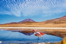 Laguna at the Ruta De Las Joyas Altoandinas in Bolivia with Pink Flamingo Walking through the Scene-mezzotint-Framed Photographic Print