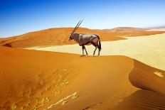 Wandering Dune of Sossuvlei in Namibia with Oryx Walking on It-mezzotint-Photographic Print