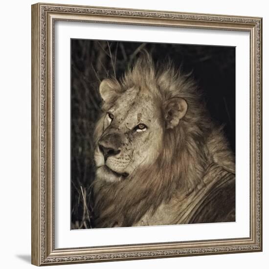 Mfuwe Lion-Wink Gaines-Framed Giclee Print