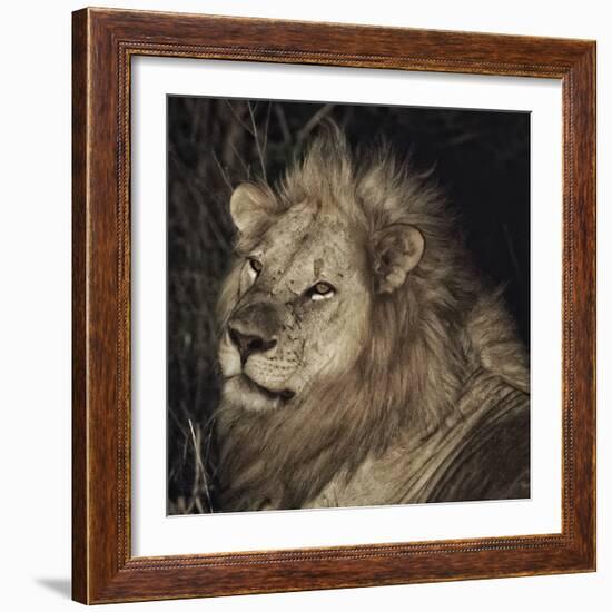 Mfuwe Lion-Wink Gaines-Framed Giclee Print