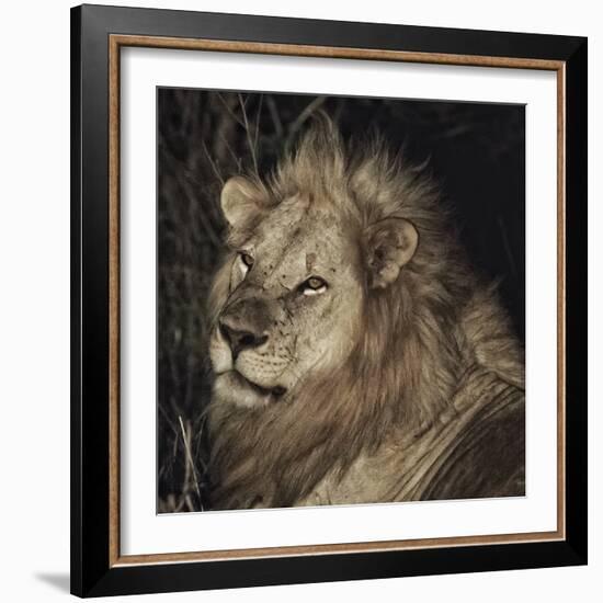 Mfuwe Lion-Wink Gaines-Framed Giclee Print