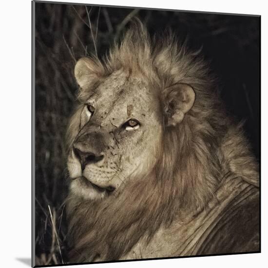 Mfuwe Lion-Wink Gaines-Mounted Giclee Print