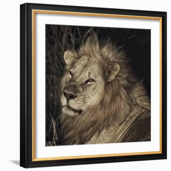 Mfuwe Lion-Wink Gaines-Framed Giclee Print