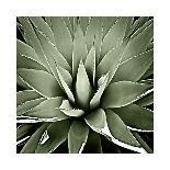 Succulent Taupe IV-Mia Jensen-Framed Giclee Print