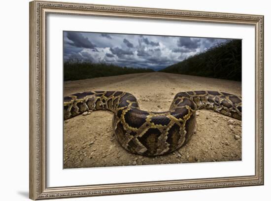 Miami, FL. Portrait Of A Burmese Python On A Dirt Road Crossing Between Two Corn Fields-Karine Aigner-Framed Photographic Print