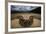 Miami, FL. Portrait Of A Burmese Python On A Dirt Road Crossing Between Two Corn Fields-Karine Aigner-Framed Photographic Print