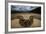 Miami, FL. Portrait Of A Burmese Python On A Dirt Road Crossing Between Two Corn Fields-Karine Aigner-Framed Photographic Print