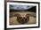 Miami, FL. Portrait Of A Burmese Python On A Dirt Road Crossing Between Two Corn Fields-Karine Aigner-Framed Photographic Print