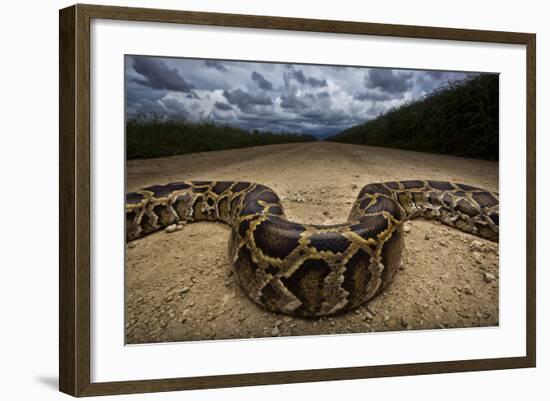 Miami, FL. Portrait Of A Burmese Python On A Dirt Road Crossing Between Two Corn Fields-Karine Aigner-Framed Photographic Print