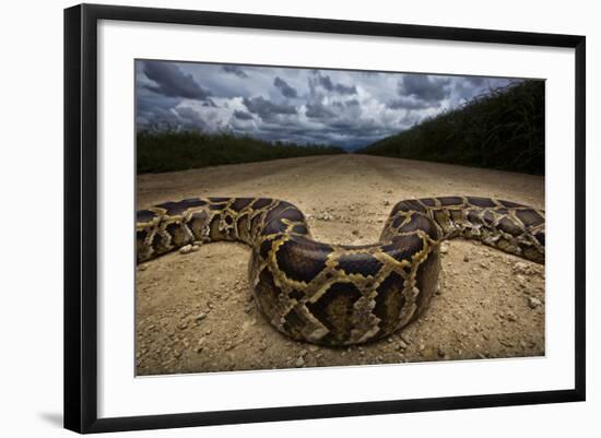 Miami, FL. Portrait Of A Burmese Python On A Dirt Road Crossing Between Two Corn Fields-Karine Aigner-Framed Photographic Print