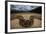 Miami, FL. Portrait Of A Burmese Python On A Dirt Road Crossing Between Two Corn Fields-Karine Aigner-Framed Photographic Print