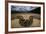 Miami, FL. Portrait Of A Burmese Python On A Dirt Road Crossing Between Two Corn Fields-Karine Aigner-Framed Photographic Print