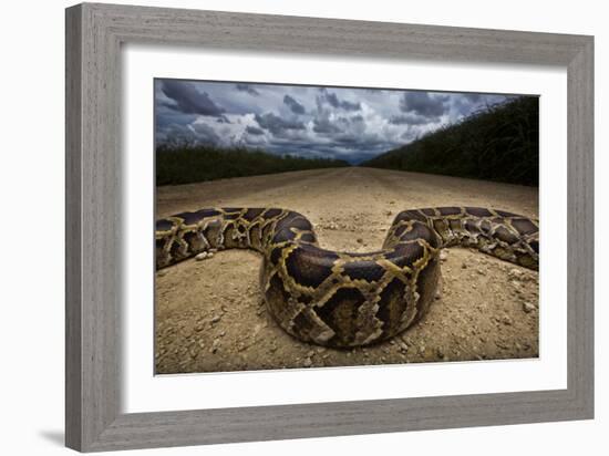 Miami, FL. Portrait Of A Burmese Python On A Dirt Road Crossing Between Two Corn Fields-Karine Aigner-Framed Photographic Print