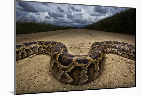 Miami, FL. Portrait Of A Burmese Python On A Dirt Road Crossing Between Two Corn Fields-Karine Aigner-Mounted Photographic Print