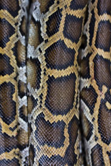 'Miami, FL, The Everglades. Close Up Of Burmese Python Skin And ...