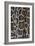 Miami, FL, The Everglades. Close Up Of Burmese Python Skin And Patterns-Karine Aigner-Framed Photographic Print