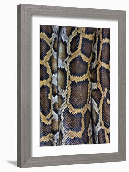 Miami, FL, The Everglades. Close Up Of Burmese Python Skin And Patterns-Karine Aigner-Framed Photographic Print
