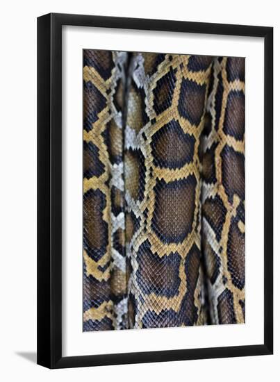 Miami, FL, The Everglades. Close Up Of Burmese Python Skin And Patterns-Karine Aigner-Framed Photographic Print