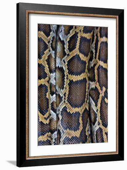 Miami, FL, The Everglades. Close Up Of Burmese Python Skin And Patterns-Karine Aigner-Framed Photographic Print