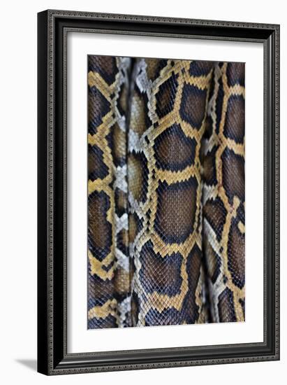 Miami, FL, The Everglades. Close Up Of Burmese Python Skin And Patterns-Karine Aigner-Framed Photographic Print