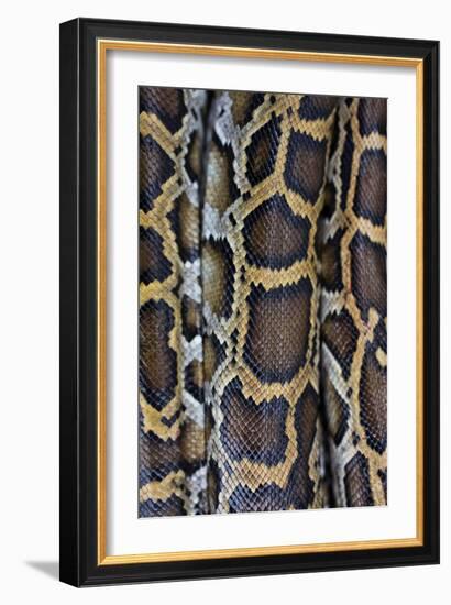 Miami, FL, The Everglades. Close Up Of Burmese Python Skin And Patterns-Karine Aigner-Framed Photographic Print