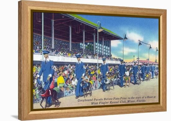 Miami, Florida - West Flagler Kennel Club Greyhound Parade before Race-Lantern Press-Framed Stretched Canvas