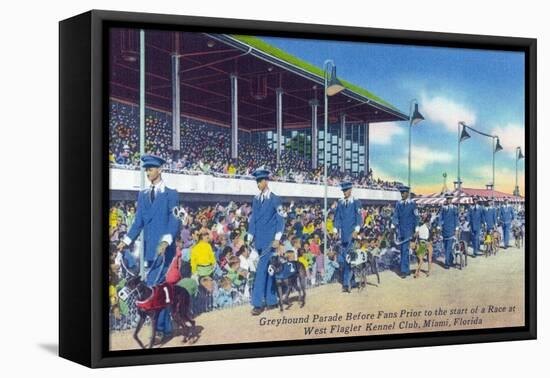 Miami, Florida - West Flagler Kennel Club Greyhound Parade before Race-Lantern Press-Framed Stretched Canvas