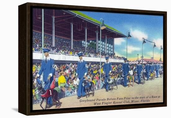 Miami, Florida - West Flagler Kennel Club Greyhound Parade before Race-Lantern Press-Framed Stretched Canvas