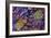 Mica Schist, Thin Section, Polarised LM-PASIEKA-Framed Photographic Print