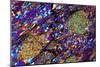 Mica Schist, Thin Section, Polarised LM-PASIEKA-Mounted Photographic Print