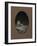 Mice Series #5-J Hovenstine Studios-Framed Giclee Print