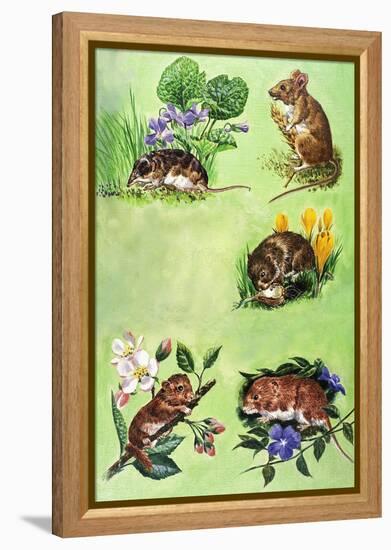 Mice, Voles and Shrews-Eric Tansley-Framed Premier Image Canvas