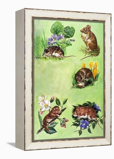 Mice, Voles and Shrews-Eric Tansley-Framed Premier Image Canvas